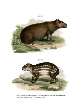 Capybara 1860