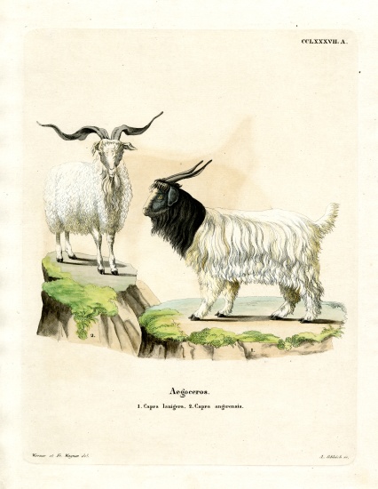 Cashmere Goat von German School, (19th century)