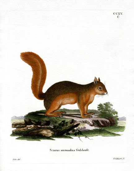 Caucasian Squirrel von German School, (19th century)