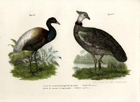 Chaja Bird 1864