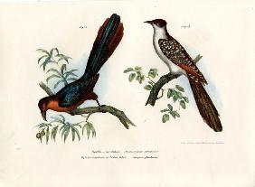 Chestnut-breasted Malkoha 1864