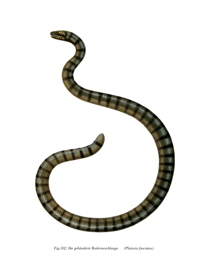Chinese Sea Snake von German School, (19th century)