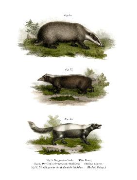 Common Badger 1860