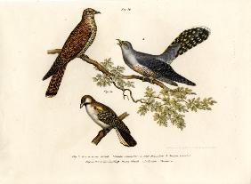 Common Cuckoo 1864
