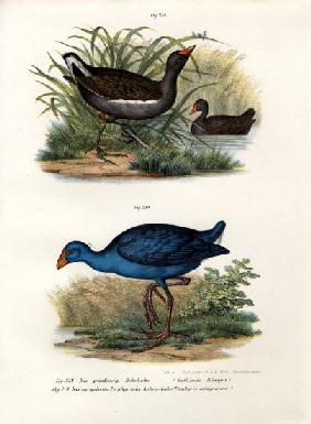 Common Moorhen 1864