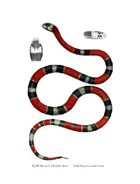 Common Neckband Snake