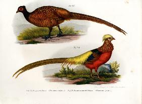 Common Pheasant 1864