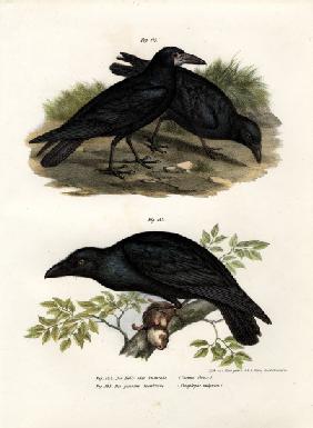 Common Raven 1864