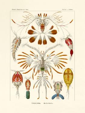 Copepoda 1899-1904