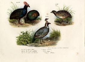 Crested Wood Partridge 1864