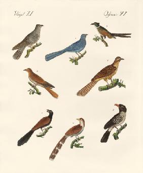 Cuckoos from various countries