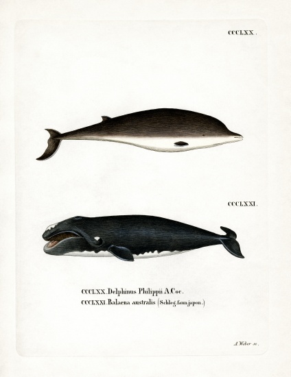 Cuvier's Beaked Whale von German School, (19th century)