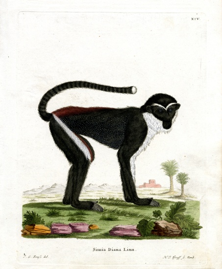 Diana Monkey von German School, (19th century)