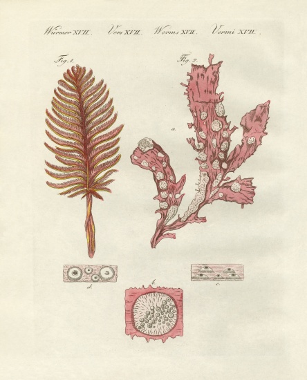 Different kind of zoophytes or ornamental plants von German School, (19th century)