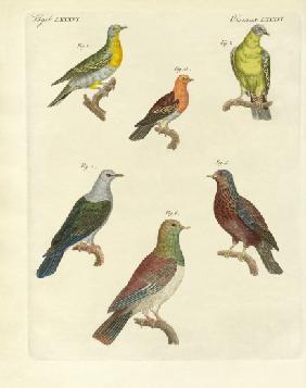Different kinds of exotic pigeons