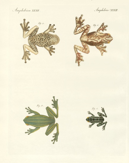 Different kinds of foreign tree frogs von German School, (19th century)