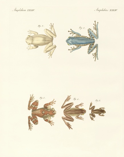 Different kinds of foreign tree frogs von German School, (19th century)