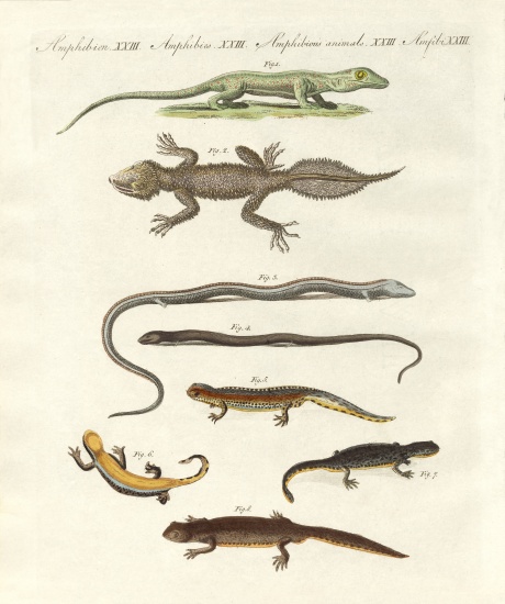 Different kinds of lizards von German School, (19th century)