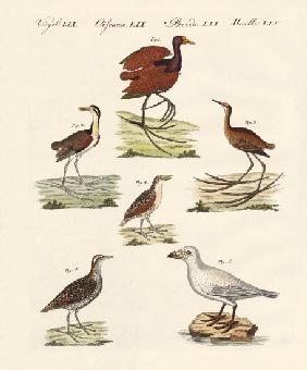 Different kinds of marsh-birds