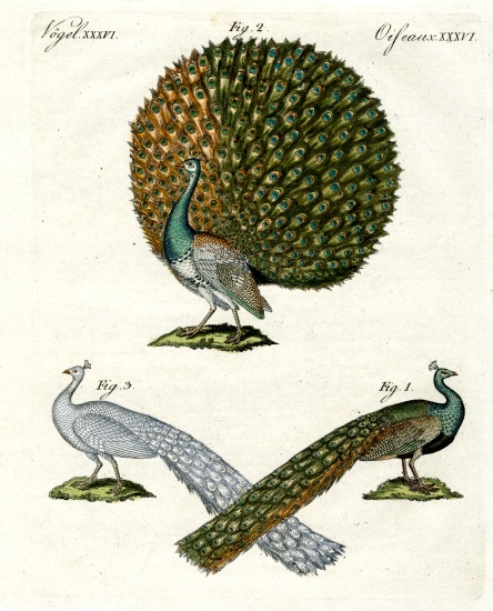 Different kinds of peacocks von German School, (19th century)