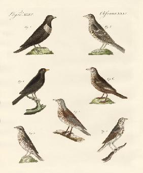 Different kinds of thrushes