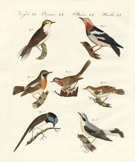 Different kinds of warbler von German School, (19th century)