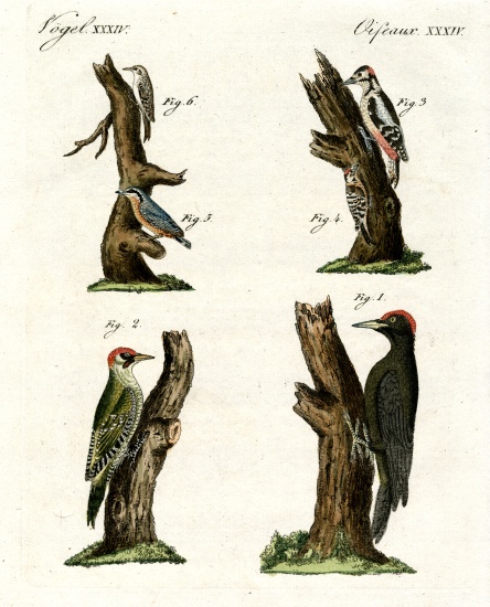 Different kinds of woodpecker von German School, (19th century)