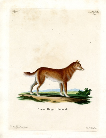 Dingo von German School, (19th century)