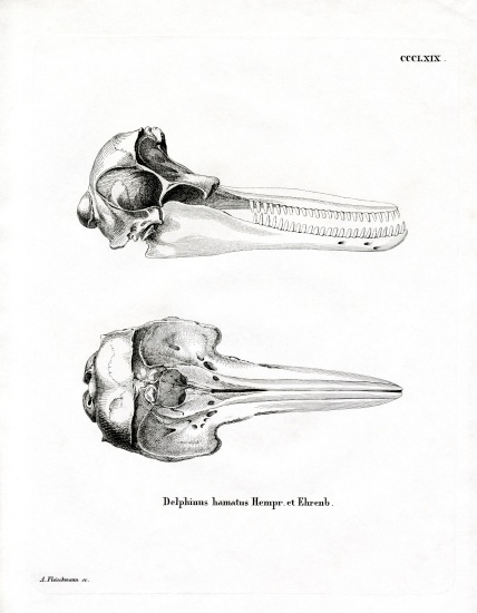Dolphin Skull von German School, (19th century)