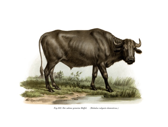 Domestic Buffalo von German School, (19th century)
