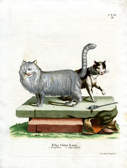 Domestic Cat von German School, (19th century)