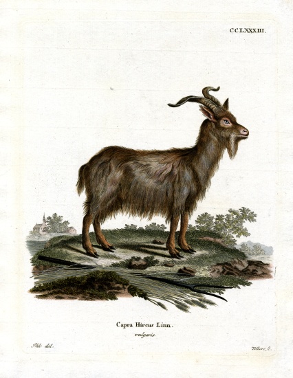Domestic Goat von German School, (19th century)