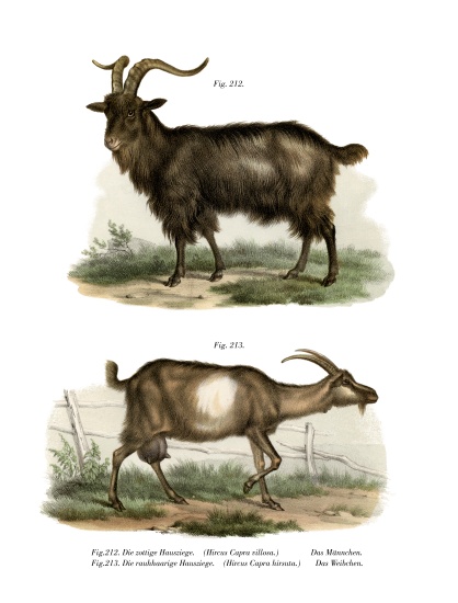 Domestic Goat von German School, (19th century)