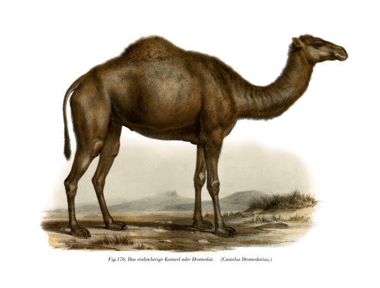 Dromedary von German School, (19th century)