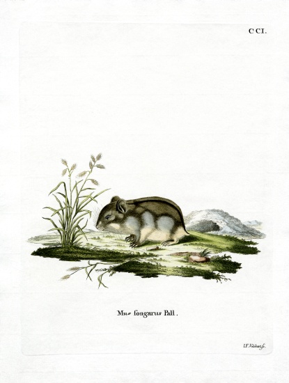 Dzhungarian Dwarf Hamster von German School, (19th century)