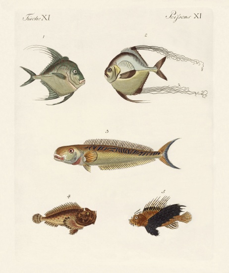 East Indian fish von German School, (19th century)