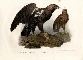 Eastern Imperial Eagle 1864