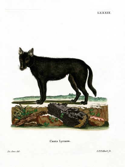 Eastern Timber Wolf von German School, (19th century)