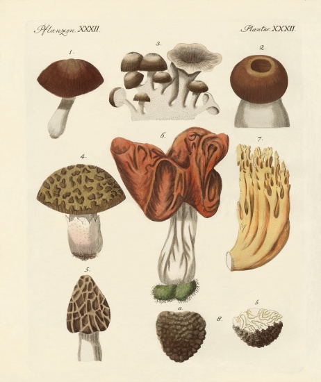 Eatable mushrooms von German School, (19th century)