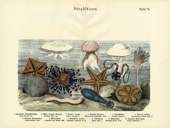 Echinoderms, c.1860 von German School, (19th century)