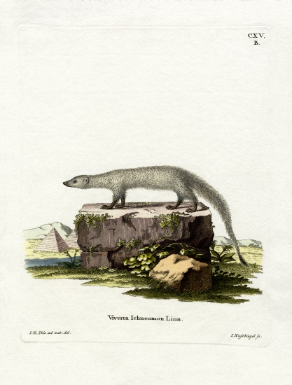 Egyptian Mongoose von German School, (19th century)