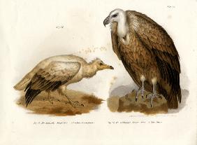Egyptian Vulture 1864
