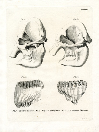 Elephant Skulls von German School, (19th century)