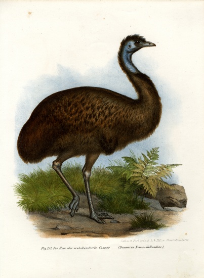 Emu von German School, (19th century)