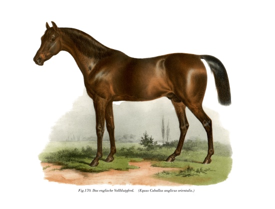 English Thoroughbred Horse von German School, (19th century)