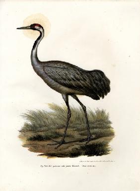 Eurasian Crane 1864