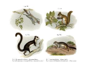 Eurasian Flying Squirrel 1860