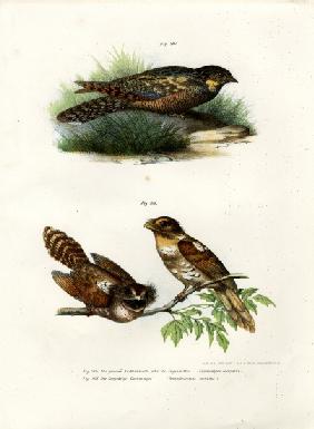 Eurasian Nightjar 1864