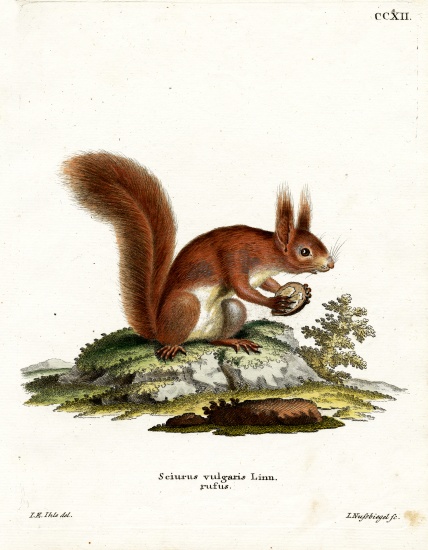 Eurasian Red Squirrel von German School, (19th century)