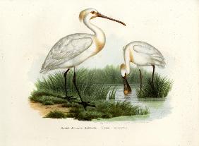 Eurasian Spoonbill 1864